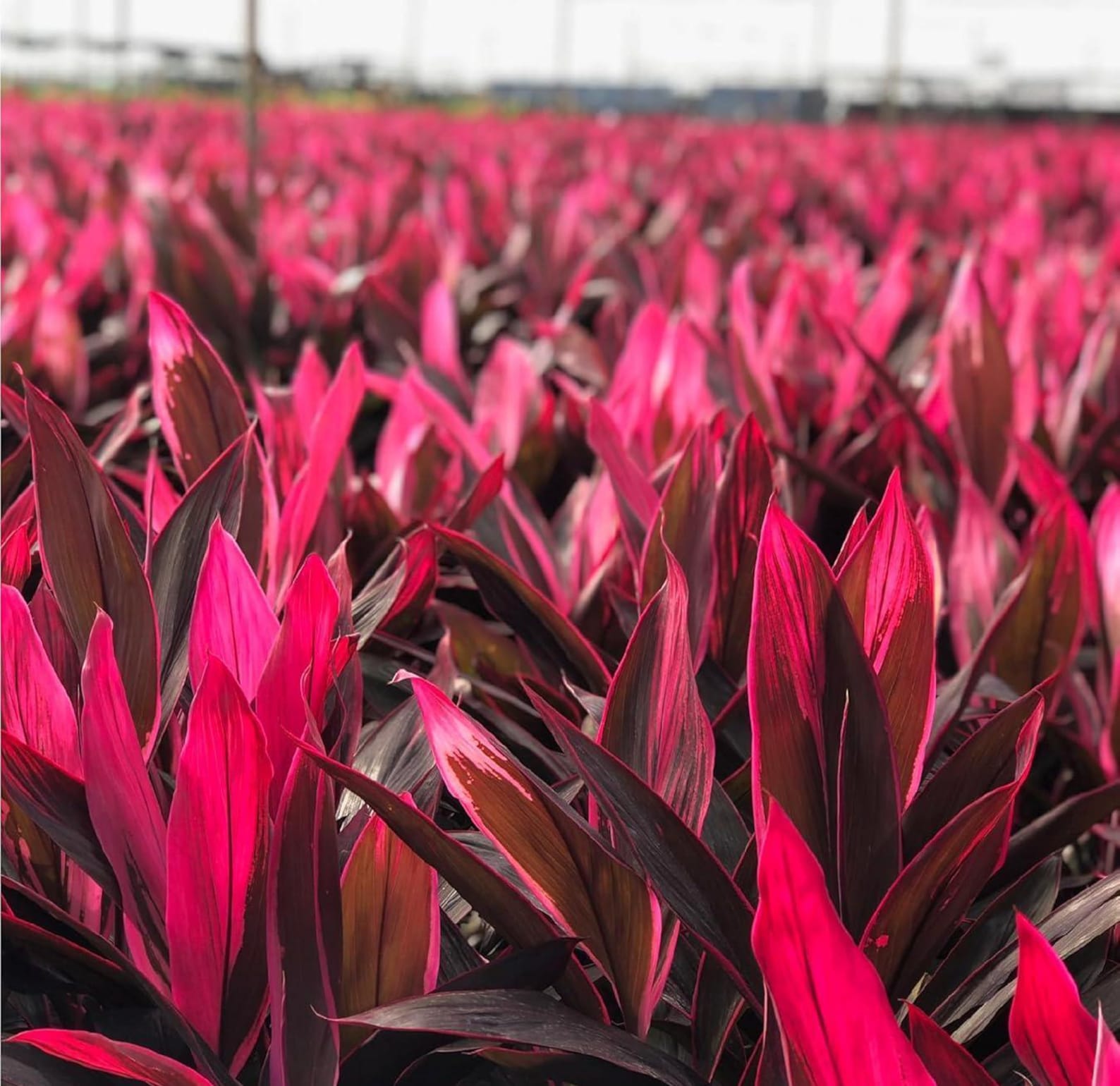 Cordyline Red Sister, 3 Hawaiian Ti Plant Logs or Fully Rooted and ...