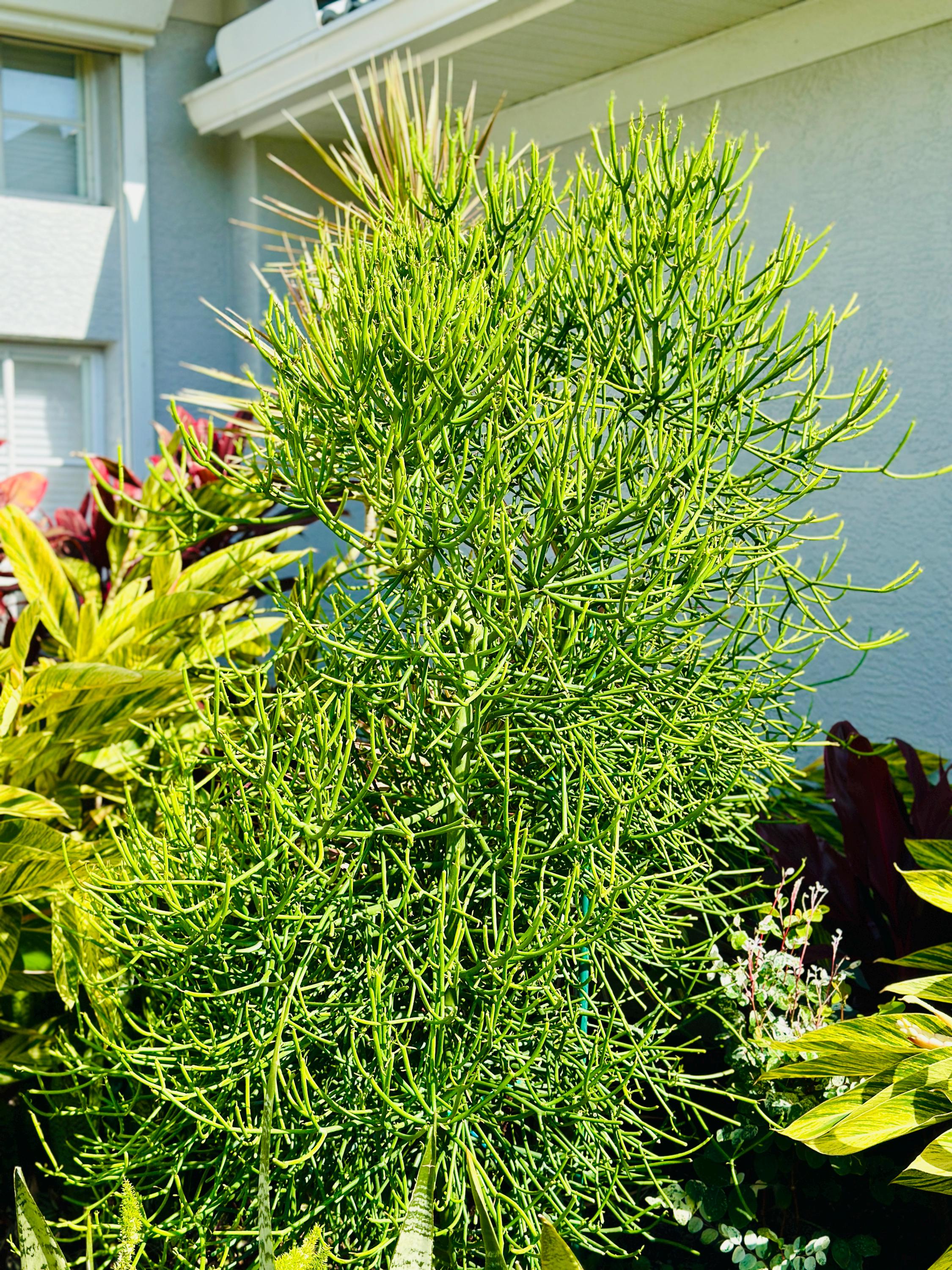 donkey's tail succulent DESMOND
