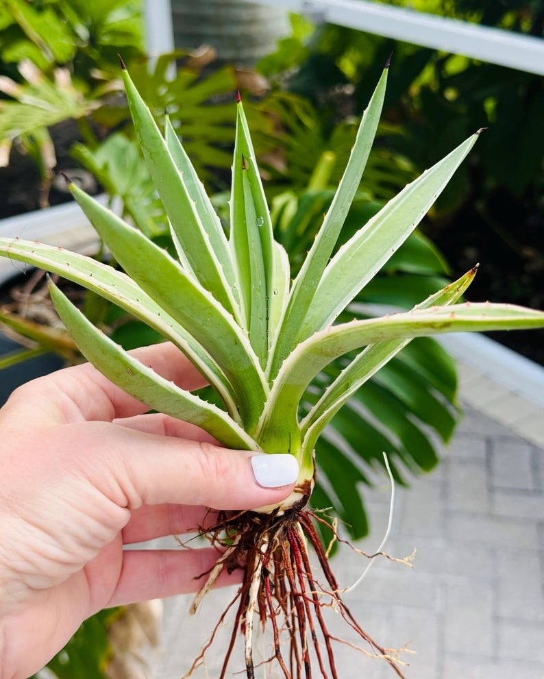 Agave Live 5-6” Well Rooted Plant, Angustifolia Var. Marginata ...