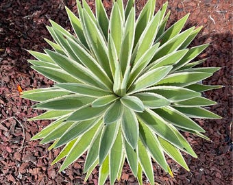 White Margined Leaves - Toumey's Miniature Agave - Adaptable to Pots - 'agave  Toumeyana Bella' - Clumping - Etsy