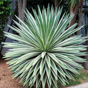 Agave Cutting - Etsy