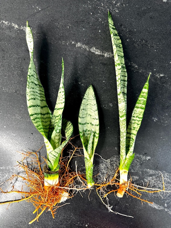 Snake Plant, Saint George's Sword, Mother-in-law's Tongue, Air Purifying,  Viper's Bowstring Hemp Live Plants + Surprise Cutting Included - Etsy Israel