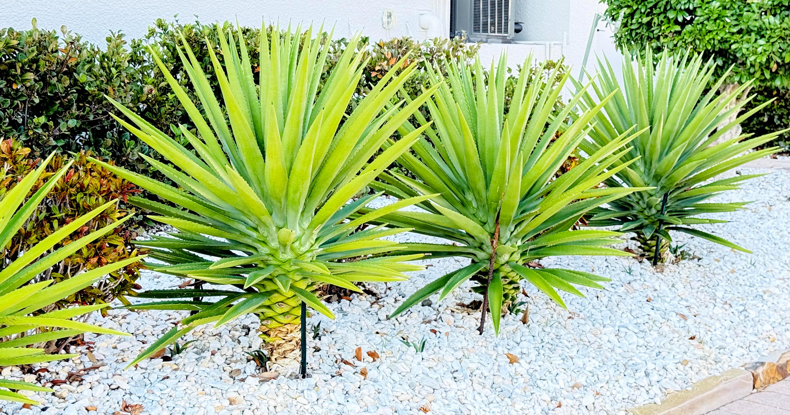 Agave Decipiens - False Sisal - Florida Agave Rare Succulent, Live