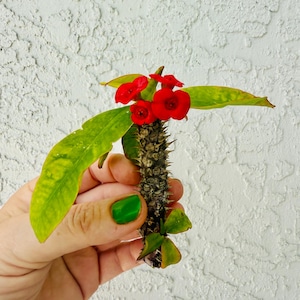 May include: A close-up of a small plant cutting featuring vibrant red flowers and green leaves with yellowing edges. The stem is covered in thorns. The plant is held against a textured white wall.