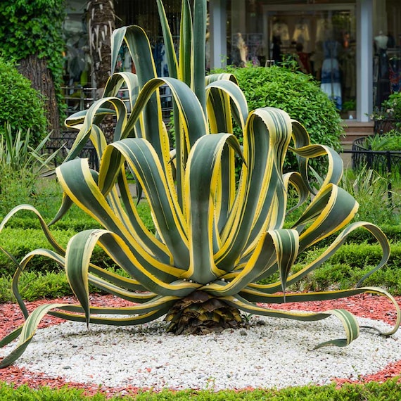アガベ　Agave americana 'Variegata' Agave Americana Variegata Marginata Live Serpent Century Plant