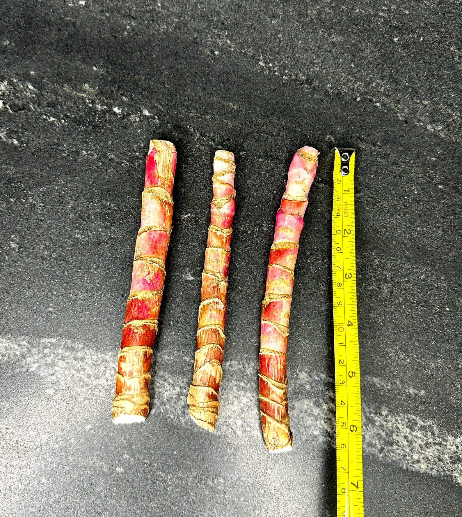 Cordyline Red Sister, 3 Hawaiian Ti Plant Logs or Fully Rooted and ...