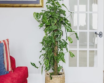 philodendron microstictum Philodendron Microstictum  Okanoka