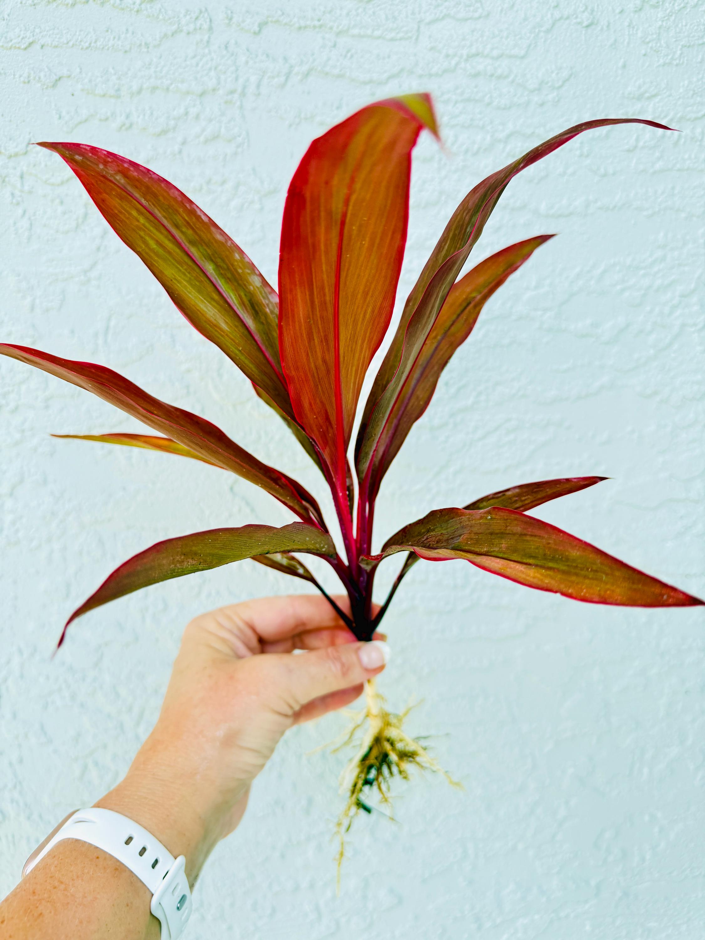 Cordyline Red Sister, 3 Hawaiian Ti Plant Logs or Fully Rooted and ...