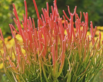 Pencil Cactus Cuttings, Euphorbia Tirucalli, Unrooted Milk Bush Live Plant Fire Cactus, Indian Tree Spurge + Free Surprise Cutting Included