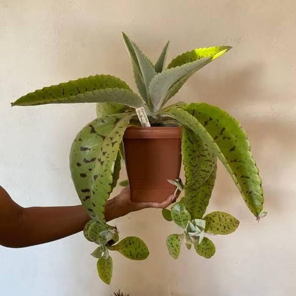 Donkey Ears Live Plant, Well Rooted 3 Pups or one 8-10 Inch Plant, Rare Succulent Tropical Plant + Surprise Cutting Included