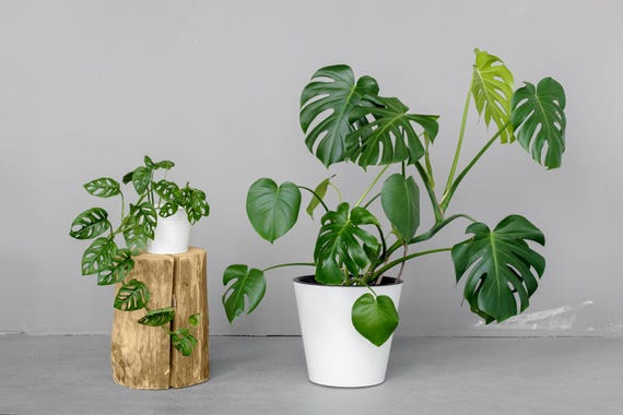 propagating monstera in soil Variegated Monstera Albo Node (2 Node Cuttings) (No Variegation) – Optiflora
