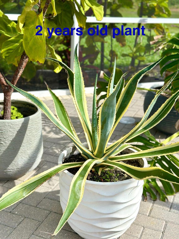 Agave Americana Variegata Marginata Live Serpent Century Plant
