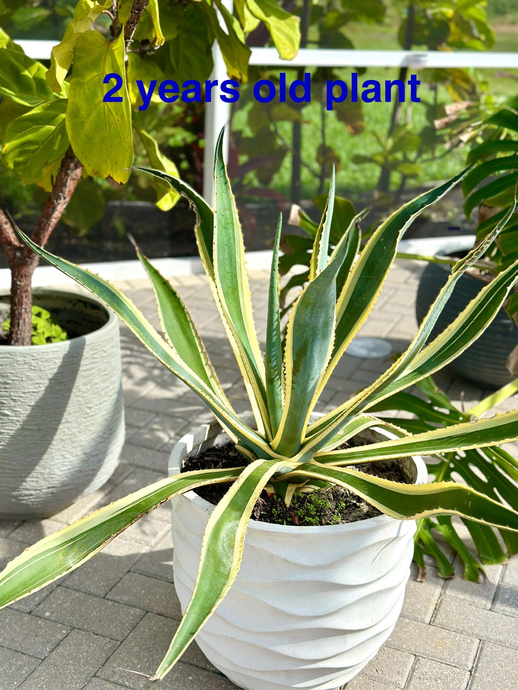 Agave Americana Variegata Marginata Live Serpent Century Plant 