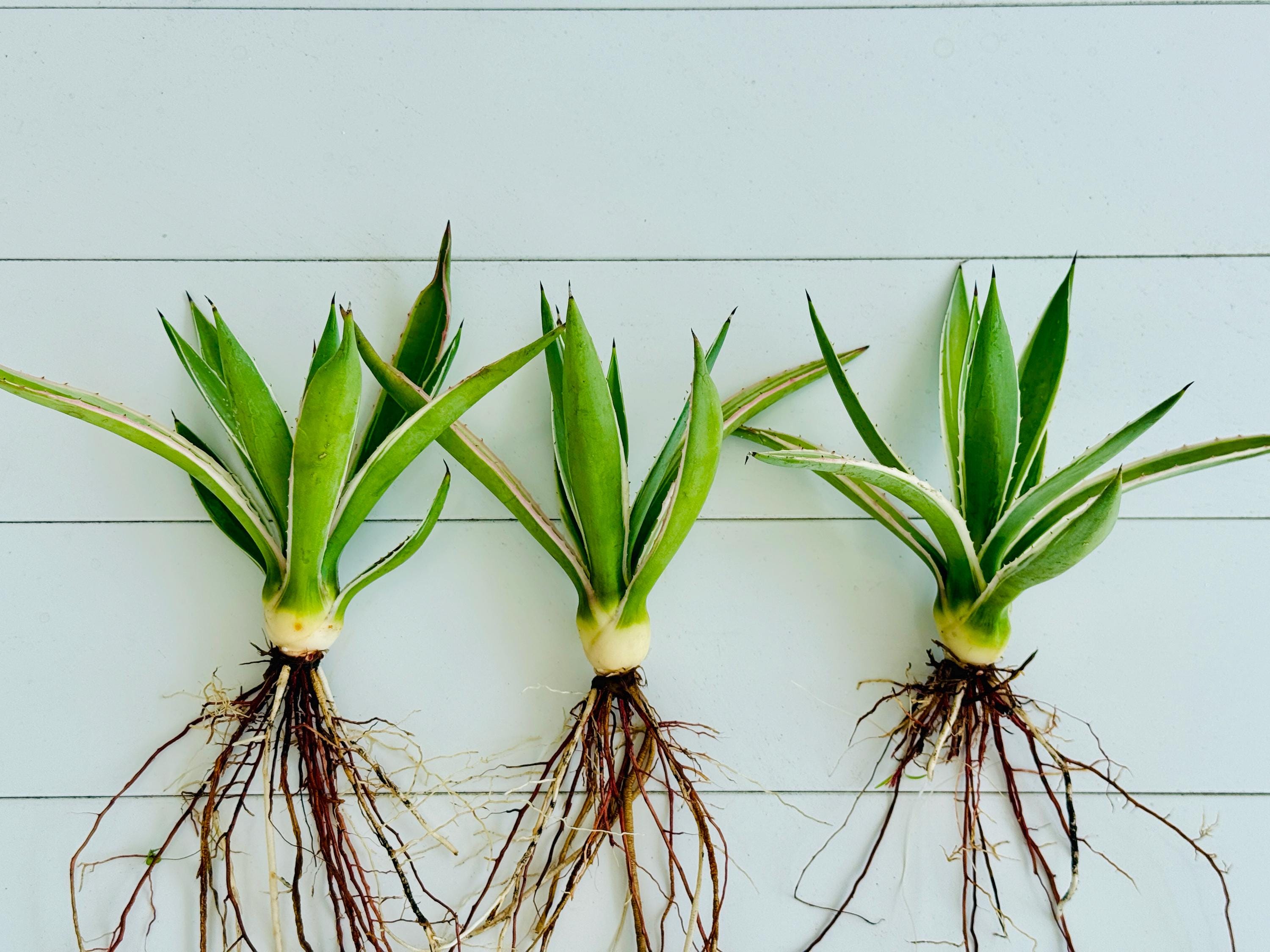 Agave Live 5-6” Well Rooted Plant, Angustifolia Var. Marginata ...