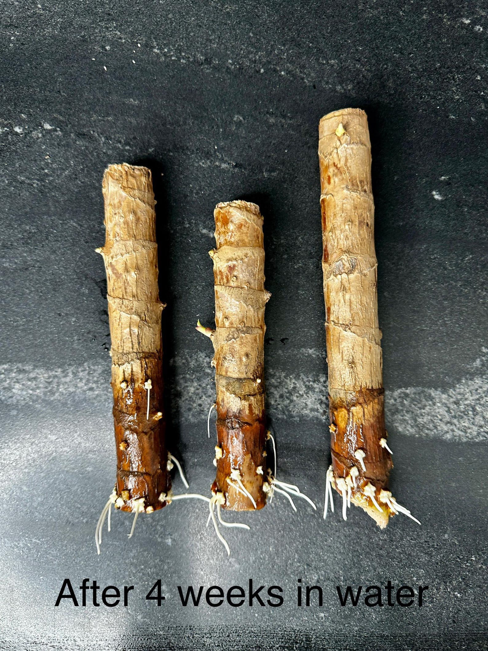 Cordyline Red Sister, 3 Hawaiian Ti Plant Logs or Fully Rooted and ...