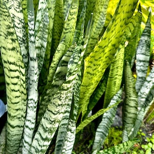 Snake Plant, Saint George's Sword, Mother-in-law's Tongue, Air Purifying, Viper's Bowstring Hemp Live Plants + Surprise Cutting Included