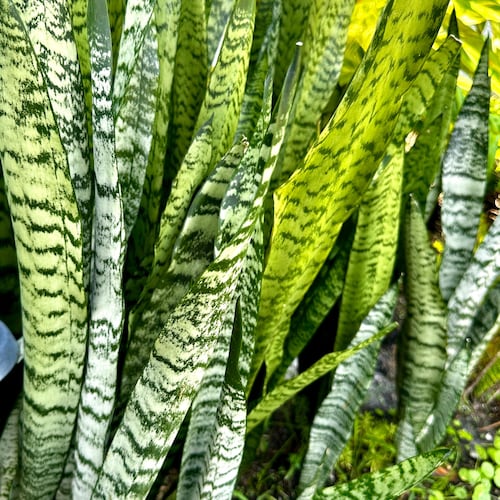 Snake Plant, Saint George's Sword, Mother-in-law's Tongue, Air