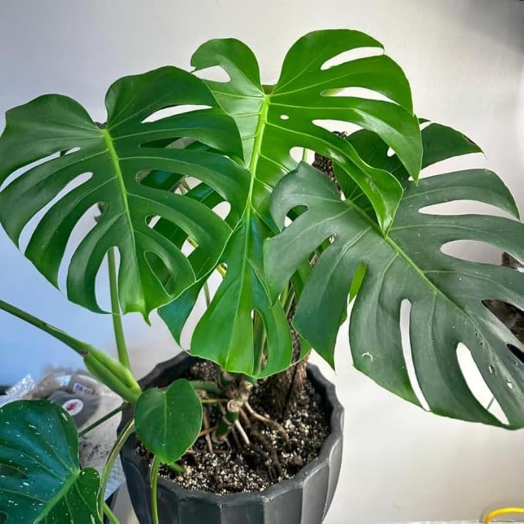 Monstera Adansonii or Deliciosa, Rooted Swiss Cheese Plant, Monkey