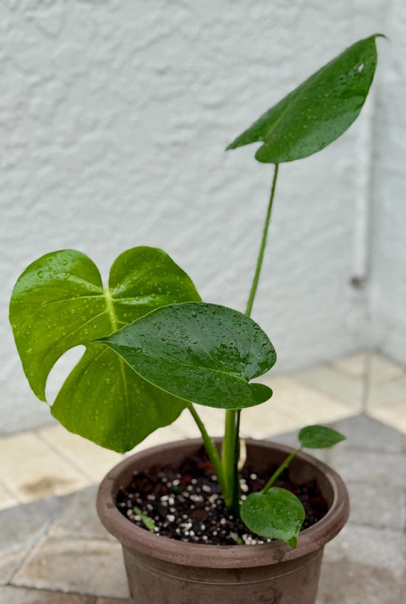 Monstera Adansonii oder Deliciosa, verwurzelte Schweizer Ksepflanze,  Affenmaske mit tropischer Rebenpflanze, einfache Pflege +  berraschungsschnitt inklusive - Etsy.de