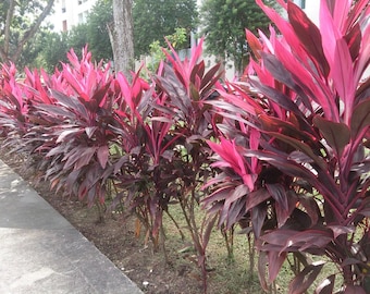 Cordyline Red Sister, 3 Hawaiian Ti Plant Logs or Fully Rooted and Sprouted Live Plant Open Roots, Easy to Grow + Surprise Cutting Included