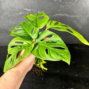 Swiss Cheese Plant, 3 Rooted Cuttings, Monstera Adansonii, Monkey Mask Trailing Tropical Vine Plant, Easy Care + Surprise Cutting Included