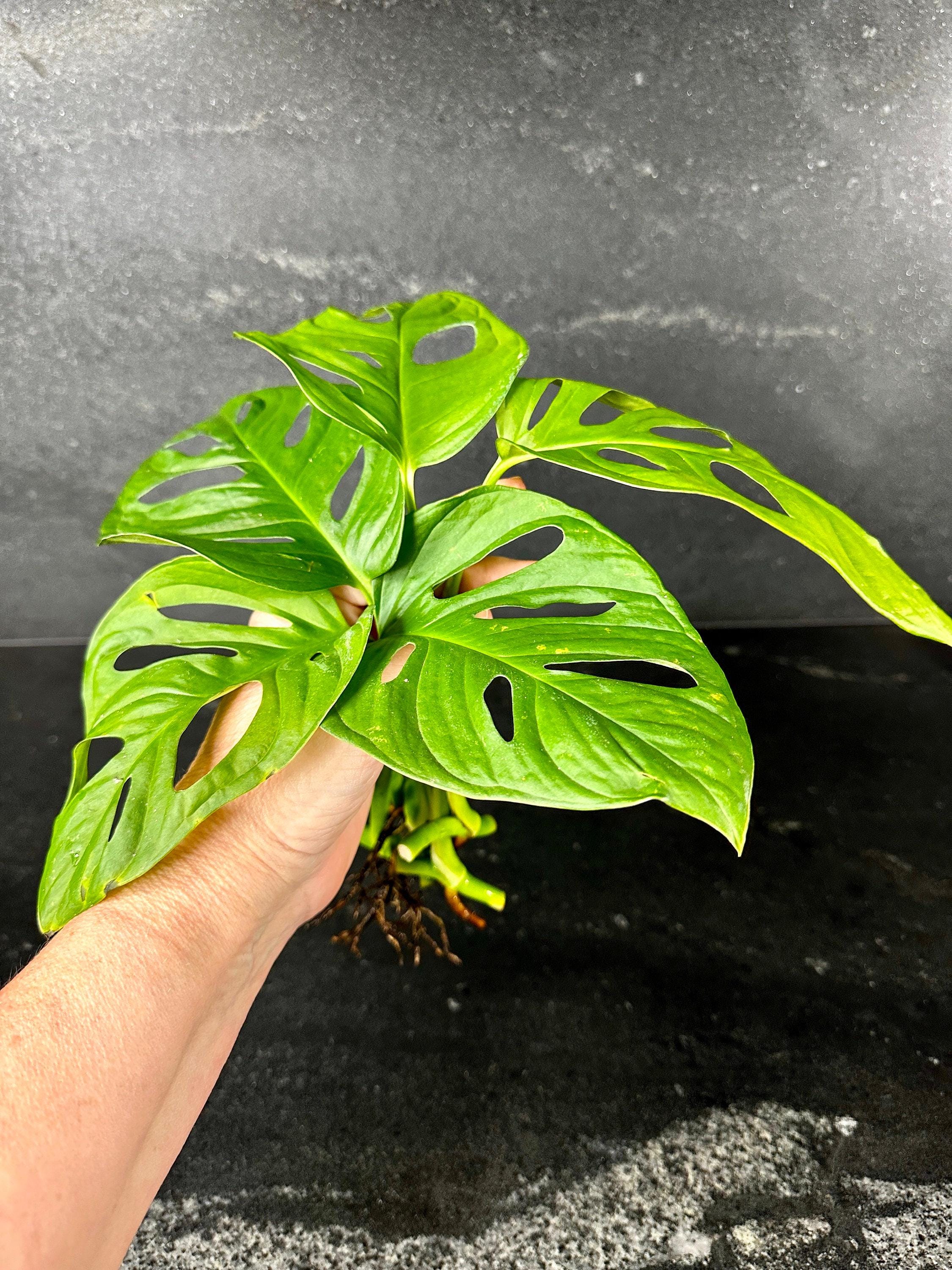 philodendron rare plants #0210-126 rooting full plant high variegated philodendron green congo nuclear. (Regular) main image 0