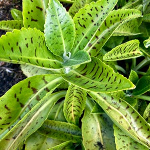 May include: Close-up of a green succulent plant with dark green stripes on the leaves.