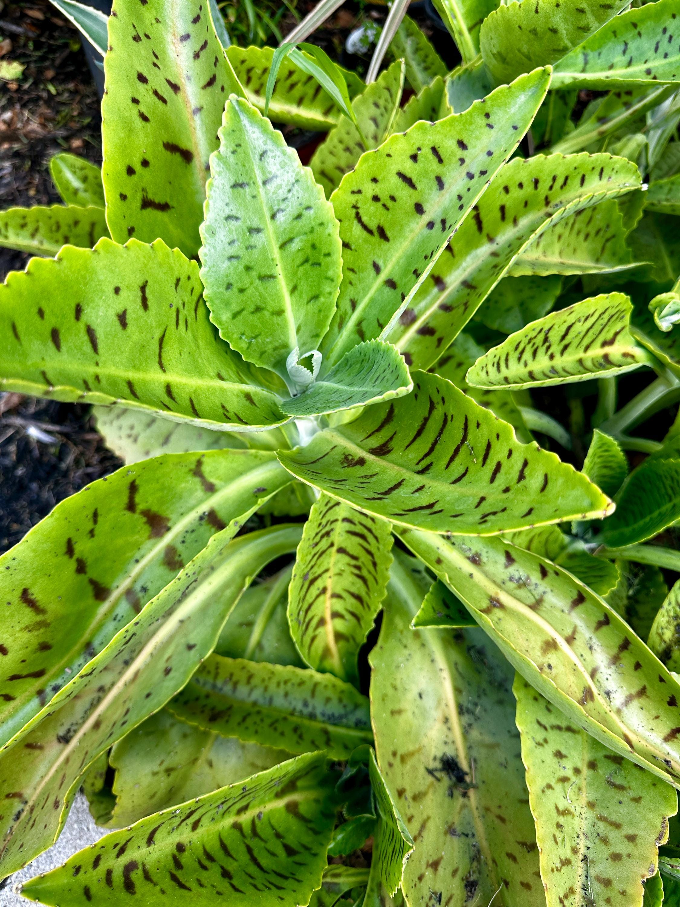 rubies plant Ruby Leaf Alternanthera  Plant Detectives