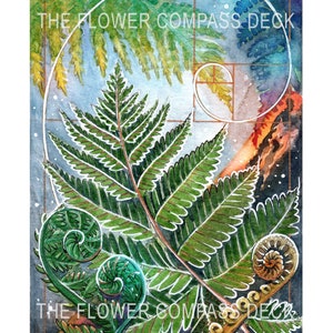 Fern Art Print for The Flower Compass Deck