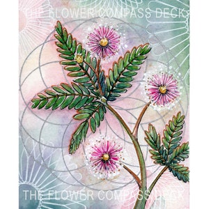 Mimosa Sensitive Plant Art Print for The Flower Compass Deck