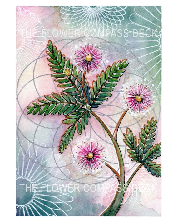 Mimosa Sensitive Plant Art Print for the Flower Compass Deck - Etsy
