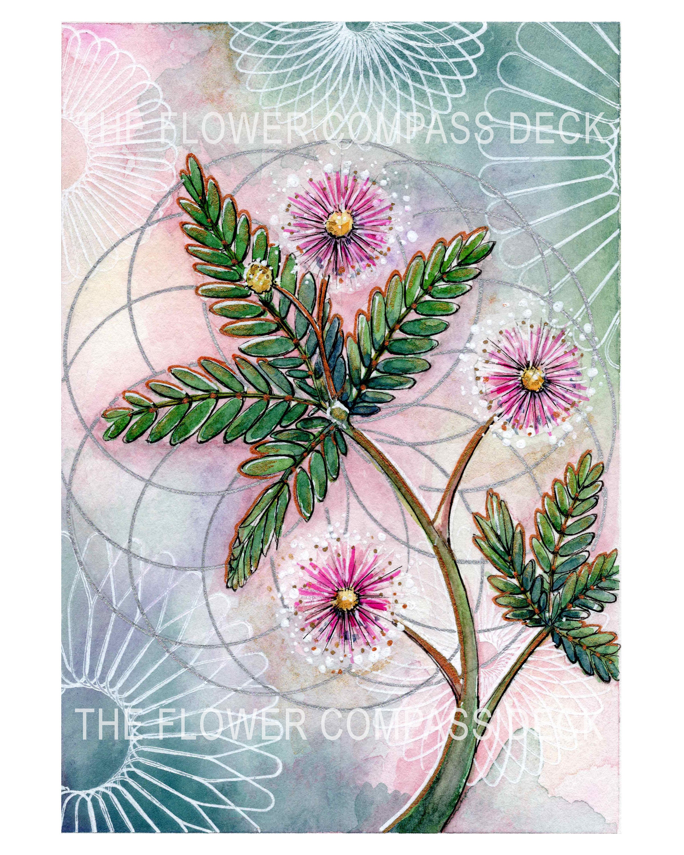 mimosaページ Mimosa Sensitive Plant Art Print for the Flower Compass Deck - Etsy