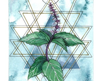 Tulsi Holy Basil Art Print for The Flower Compass Deck