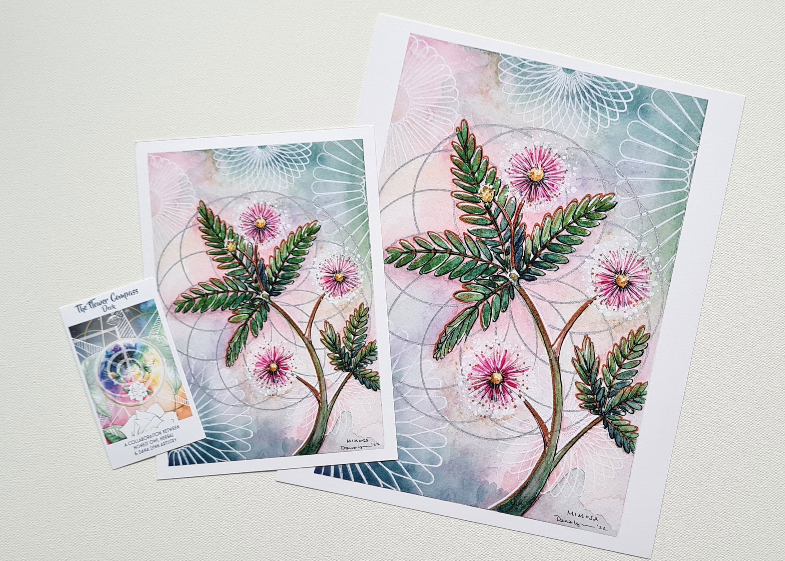 Mimosa Sensitive Plant Art Print for the Flower Compass Deck - Etsy