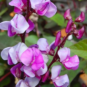 Könnte beinhalten: Nahaufnahme eines Blütenclusters mit rosa und weißen Blütenblättern. Die Blüten stehen in voller Blüte und zeigen ihre zarte Struktur und Farbvariationen. Die Stiele sind tief burgunderfarben und bilden einen Kontrast zu den sanften Farbtönen der Blütenblätter.