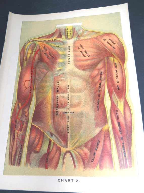 Female Human Anatomy Chart