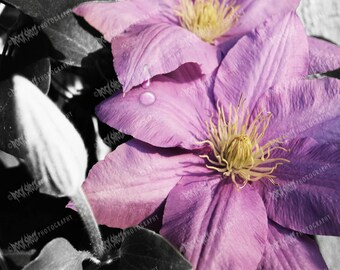 Lavender Clematis Print, Selective color art, Modern Wall Art, Color Flower Print, Floral Art Print, Floral Wall Art,  Nature Wall Art