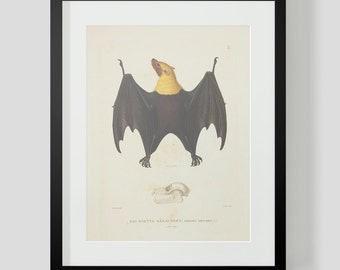 Vintage Bat Print Yellow Collar