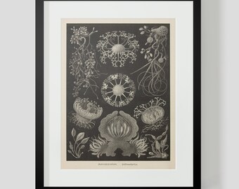 Vintage Ocean Life Haeckel Print Plate 73