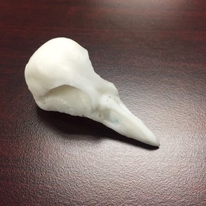 Geai bleu oiseau crâne 1 quantité imparfait - PAS 3D IMPRIMÉ Cabochon de perles en plastique recyclé fausse taxidermie Cosplay végétalien - païen sans cruauté