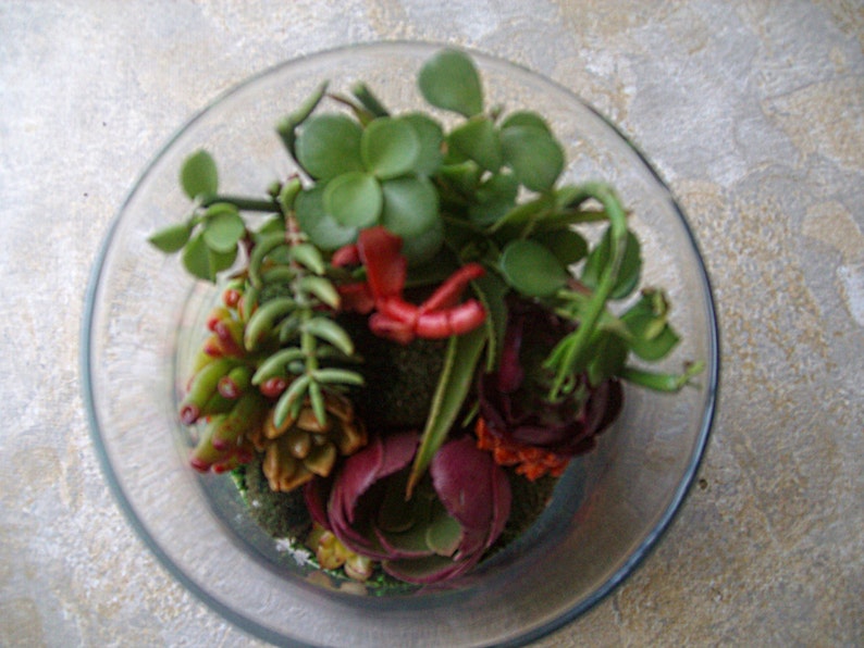 Living Color Under Glass Living Growing Succulent Plants Terrarium