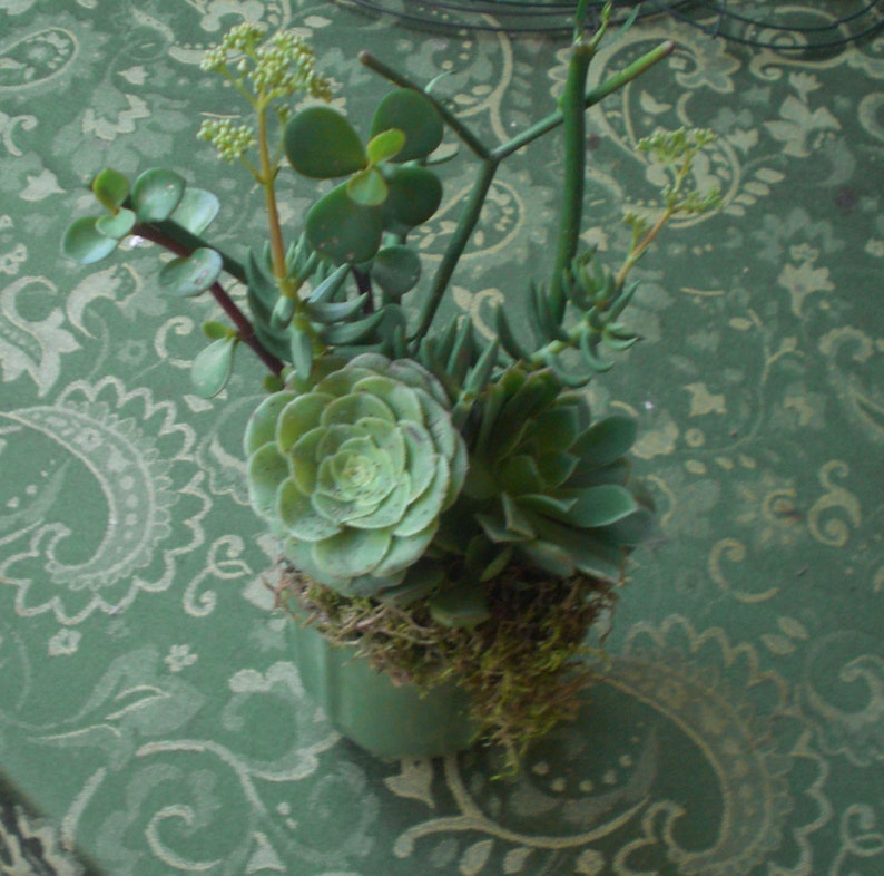 Growing Cup of Living Growing Succulent Plants Arrangement
