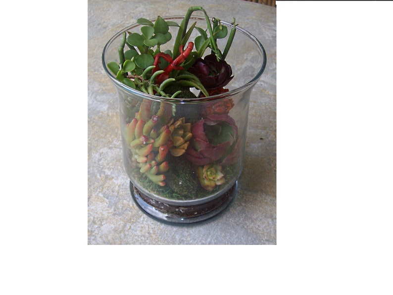Living Color Under Glass Living Growing Succulent Plants Terrarium