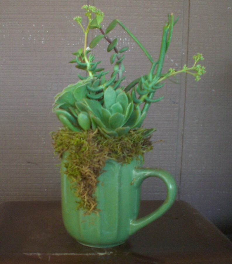 Growing Cup of Living Growing Succulent Plants Arrangement