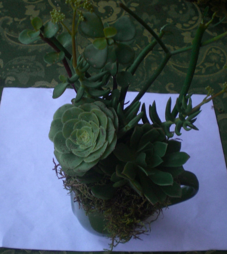 Growing Cup of Living Growing Succulent Plants Arrangement