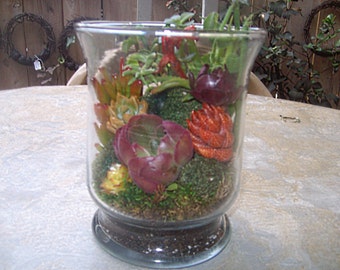 Under Glass Living Growing Succulent Plants Terrarium