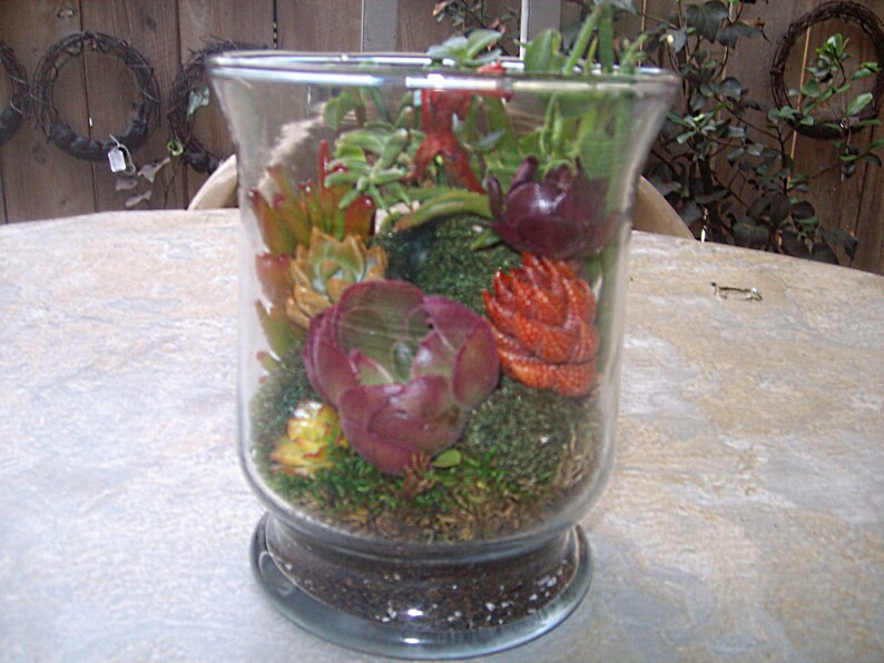Living Color Under Glass Living Growing Succulent Plants Terrarium