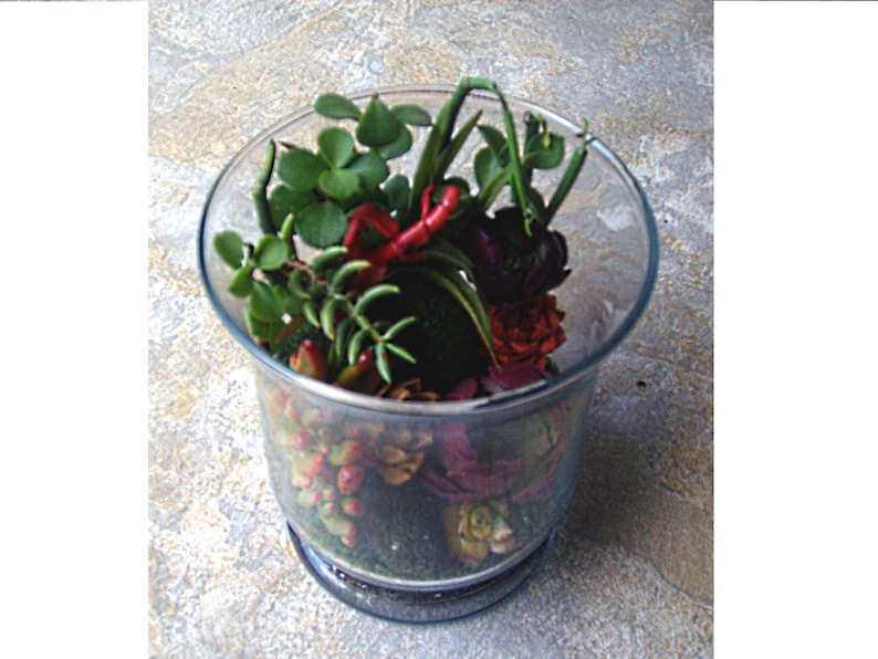 Living Color Under Glass Living Growing Succulent Plants Terrarium