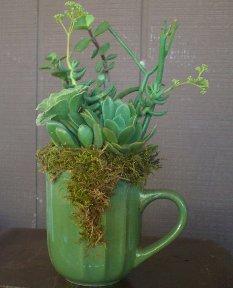 Growing Cup of Living Growing Succulent Plants Arrangement