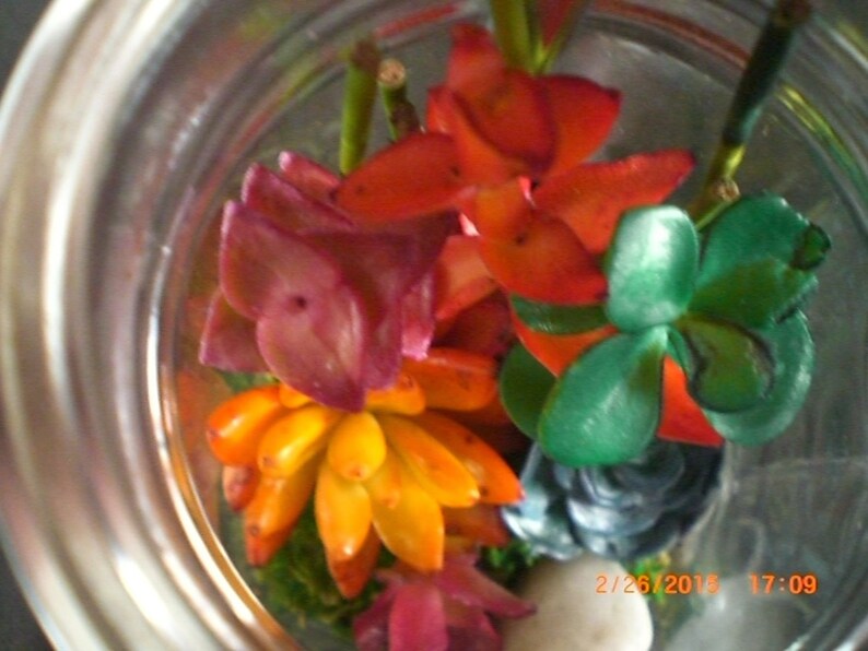 Personalized Mug of Growing Succulents